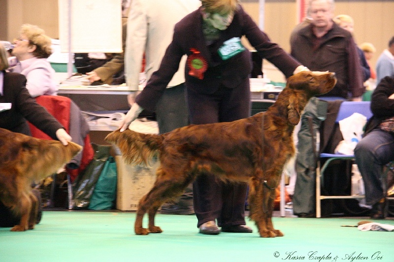 Crufts2011_2 153.jpg